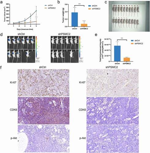 Figure 6. Knockdown of PSMC2 inhibited OSCC tumor growth in vivo. (a) The tumor volumes of mice with or without PSMC2 knockdown were measured after injection. (b) The tumor weights of mice with or without PSMC2 knockdown were measured after injection. (c) Images of mice and tumors in shCtrl and shPSMC2 group. (d) The bioluminescent images of tumors in shCtrl and shPSMC2 group. (e) The total bioluminescent intensity of tumors in shCtrl and shPSMC2 group. (f) The expression of Ki-67, CDK6 and p-Akt in tumor tissues of shCtrl and shPSMC2 group was detected by IHC. Data were shown as mean with SD (n ≥ 3). ***p< 0.001.