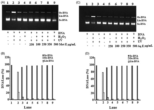 Figure 6. DNA damage protective activity of H. cheirfolia Met E (A and B) and Aq E (C and D). A and C: Electrophoretic pattern of pBluescript M13 + DNA after UV-photolysis of H2O2. B and D: the quantified band intensity for the scDNA, ocDNA and linDNA quantified by discovery series Quantity One programme (version 4.5.2, BioRad Co.). Lane 1: untreated and non-irradiated DNA, Lane 2: DNA + H2O2 (2.5 mM) + UV, Lane 3: DNA + UV, Lane 4: DNA + H2O2 (2.5 mM), Lane 5: DNA + Met E or Aq E (250 μg/mL) + UV, Lane 6: DNA + Aq E or Met E (100 μg/mL) + H2O2 (2.5 mM) + UV, Lane 7: DNA + Aq E or Met E (250 μg/mL) + H2O2 (2.5 mM) + UV, Lane 8: DNA + Aq E or Met E (350 μg/mL) + H2O2 (2.5 mM) + UV, Lane 9: DNA + Aq E or Met E (500 μg/mL) + H2O2 (2.5 mM) + UV.