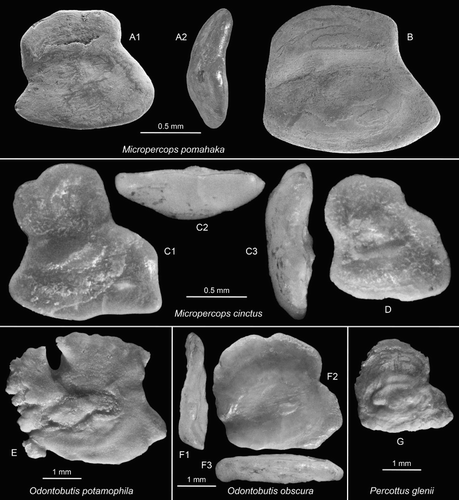 Figure 11. Perciform otoliths: Odontobutidae. A,B, Micropercops pomahaka n.sp., Pomahaka G45/f0099, Duntroonian, A = holotype, NMNZ S.047166a (A2 = anterior view); B = paratype, NMNZ S.047166b. C,D, Micropercops cinctus (Dabry de Thiersant 1872), USNM 336883, extant from Peking, China, 40°19′N, 116°37′E (C2 = ventral view, C3 = anterior view). E, Odontobutis potamophila (Günther 1861), NSMF 2481, extant from China. F, Odontobutis obscura (Temminck & Schlegel 1845), extant from Japan (F1 = anterior view, F3 = ventral view). G, Perccottus glenii Dybowski 1877, BMNH 99.7.25.9, extant from Russia, Amur River.