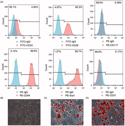 Figure 1. Identification of BMSCs isolated from the bone marrow of C57BL/6 mice. Cell surface markers including CD34, CD29, CD117, CD44, Sca-1, and CD31 were analyzed by flow cytometry (A). Morphology of BMSCs at the seventh passage (B, ×100) and multilineage differentiation capacities of BMSCs including adipogenic differentiation stained with oil red-O (C, ×200) and osteogenic differentiation stained with alizarin red (D, ×200) were observed with a microscope.