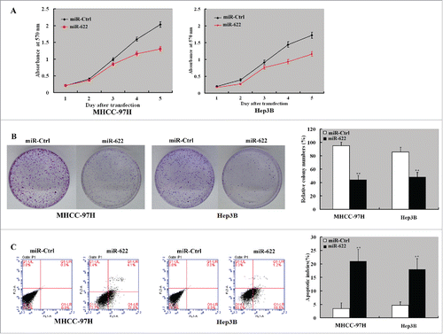 Figure 2. miR-622 inhibits the proliferation and induces apoptosis in HCC cells. MHHC-97H and Hep3B cells were transfected with miR-622 mimic or control miRNA (NC mimic) and tested for cell proliferation and apoptosis. (A) Assessment of cell proliferation by the CCK8 assay. The proliferation of MHHC-97H and Hep3B cells was significantly inhibited by overexpression of miR-622. (B) The colony formation assay showed that overexpression of miR-622 reduced cell colony formation after 10-day incubation. Bar graph (right panel) represents quantification of colonies containing >50 cells. Data represent the means ± SD of 3 independent experiments. (C) Apoptosis detection by Annexin-V/PI staining. Left panel: Representative dot plots of flow cytometry analyses. Right panel: Quantification of apoptotic cells from 3 independent experiments. **, P < 0.01.