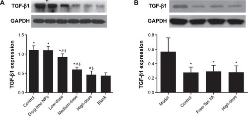 Figure 14 Effect of Tan IIA-NPs (A) and free-Tan IIA (B) on collagen I protein expression in HMrSV5 cells.Notes: High, medium and low dose groups were treated with 20, 10, and 5 μg/mL Tan IIA-NPs, respectively. And free-Tan IIA group was treated with 20 μg/mL Tan IIA. Data are expressed as mean ± standard deviation (n=3). *P<0.05 compared with blank; #P<0.05 compared with control; §P<0.05 compared with drug-free NPs.Abbreviations: NPs, nanoparticles; Tan IIA, tanshinone IIA; Tan IIA-NPs, Tan IIA liquid NP; TGF-β1, transforming growth factor-β1.