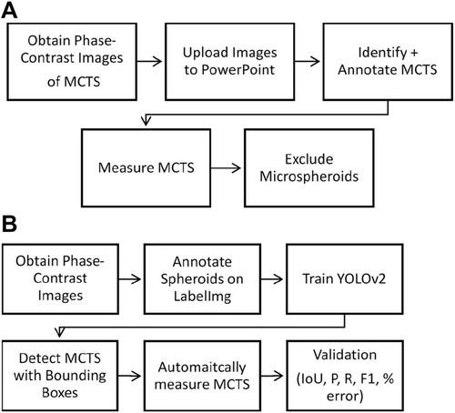 Figure 1 Overview of manual and automatic MCTS analysis. (A) Manual approach for spheroid identification and measurement. (B) An automated approach for spheroid detection and measurement using YOLOv2. Validation metrics include precision, recall, F1 score, IoU, and volume estimation accuracy.