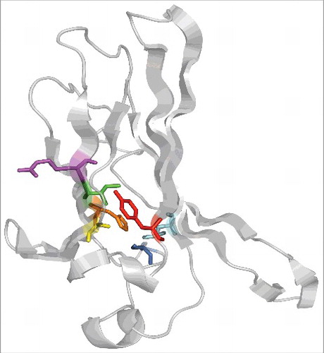 Figure 1. The ROMK immunoglobulin-like domain with select residues mutated in Bartter syndrome are highlighted. Mutations tested in the recently published study: A198T (yellow), R212P (purple), H270Y (orange), Y314C (red). Other mutations of interest and discussed in the text: I211S (green), S276N (cyan), L297S (dark blue). Representations rendered with PyMol molecular graphics system version 1.8.