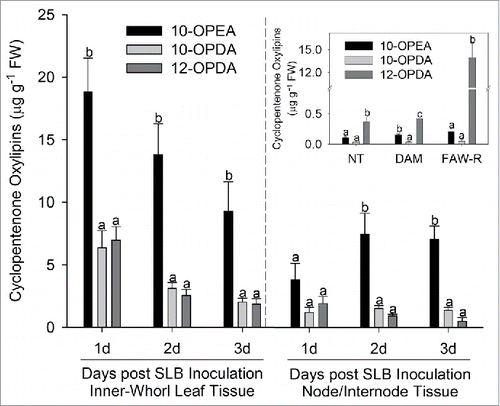 Figure 2. Treatment dependent elicitation of 9- and 13- cylcopentenones in leaf and node/internode tissue. (A) Average (n = 4, ± SEM) concentrations (µg g−1 FW) of 10-OPEA (black), 10-OPDA (light gray) and 12-OPDA (dark gray) in maize interior whorl and node/internode tissue 1, 2, and 3 d following SLB inoculation. (Insert) Average (n = 3, ± SEM) concentrations (µg g−1 FW) of 10-OPEA, 10-OPDA and 12-OPDA in fully expanded maize leaves in response to no treatment (NT), damage (DAM), and fall armyworm regurgitant (FAW-R) 1 hour post-application. The limits of detection for 10-OPEA, 10-OPDA, and 12-OPDA are at 10pg/µl (All ANOVA P< 0.05, Tukey test corrections for multiple comparisons).