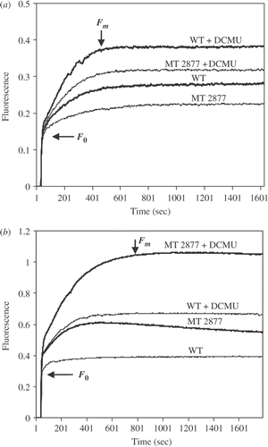 Fig. 4. Chlorophyll fluorescence induction kinetics of dark-adapted WT and MT 2877 cells measured in 4-day-old green vegetative culture (a) and red cysts after 4 days under HL + SA + FE stress (b). Chlorophyll concentration was about 10 µg ml−1. F0 = initial fluorescence; Fm = maximum total fluorescence. Data represent the mean of at least three independent experiments, varying by less than 5%