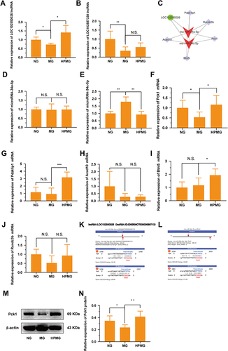 Figure 8 Validations of the selected DE RNA expression. (A and B) The key lncRNAs expressions of LOC102550026 and LOC102557338 were measured by qRT-PCR (n = 6). (C) The core lncRNA-miRNA-mRNA network analysis. (D and E) The expressions of miRNA-34a-5p and miRNA-34c-5p were measured by qRT-PCR (n = 6). (F–J) The mRNA expressions of Pck1, pdzklip1, Acad10, Btnl5 and Rundc3b were measured by qRT-PCR (n = 6). (K) The targeting relationship between lncRNA-LOC102550026 and miRNA-34c-5p was predicted. (L) The targeting relationship between miRNA-34c-5p and Pck1 was predicted. (M and N) Western blot analysis of Pck1 protein in colon homogenate in each group. Data are expressed as mean ± standard deviation. *p < 0.05, **p < 0.01, ***p < 0.001.