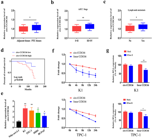 Figure 1. Circ-CCDC66 is upregulated in PTC and correlated to poor prognosis.