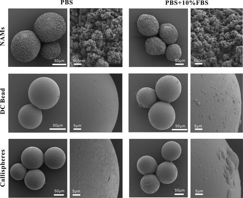 Figure 5. SEM images of postelution of NAMs, DC Bead and Callispheres microspheres in PBS with or without 10% FBS at pH = 5.6. The left scale bar is 50 μm, the right scale bar for NAMs is 500 nm, and for DC Bead and Callispheres is 5 μm.