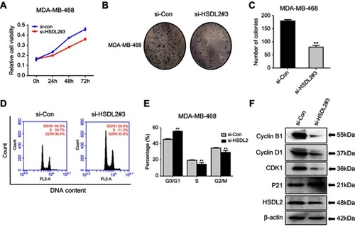 Figure S2 Knockdown of HSDL2 suppresses the proliferation and induces cell cycle arrest.Notes: (A–C) The proliferation capability of the si-HSDL2 transfected cells was detected by MTT and colony formation assays. Data are shown as the mean ± SEM from three independent experiments. (D–E) The cell cycle profiles were determined by PI staining, and the percentage of cells in each phase was determined by flow cytometry analysis. (F) The expression levels of the cell cycle regulatory proteins in the transfected cells were detected by Western blot. β-actin was used as a loading control (*p<0.05; **p<0.01).