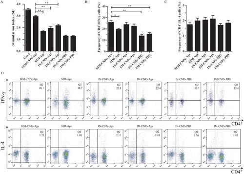 Figure 3 Ags-specific T-cell responses in spleen.Notes: Splenocytes from immunized mice were seeded into 24-well plates and incubated at 37°C in 5% CO2 for 48 hrs and assayed for Ags-specific CD4+ T-cell response. (A) Ags-specific proliferative responses in splenocytes were induced by different immunization routes. (B) Frequency of CD4+/IFN-γ cells was calculated according to IFCS. (C) Frequency of CD4+/IL-4 cells was calculated according to IFCS. (D) Ags-specific CD4+ T-cell response was determined by intracellular IL-4 and IFN-γ staining. The FACS plots are representative of the mean percentages of 6 mice in each group. Each bar indicates the mean ± SD of 6 mice per group from three independent results. *P < 0.05; **P < 0.01.Abbreviations: IFCS, intracellular flow cytometry staining; FACS, fluorescence-activated cell sorting; CD4, cluster of differentiation 4; IFN-γ, interferon gamma; IL, interleukin; SI, stimulation index; SD, standard deviation.