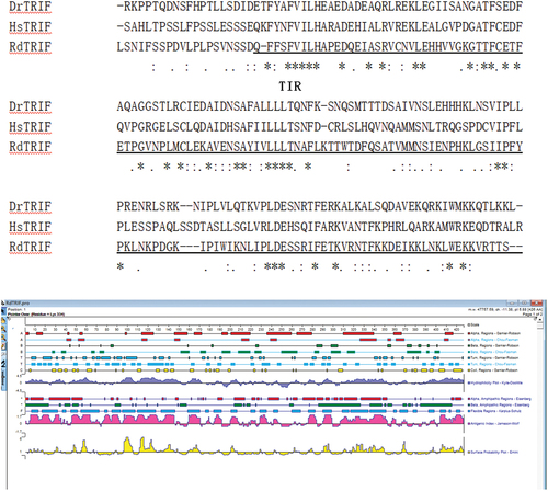 Figure 6. Protein sequence analysis and protein secondary structure prediction. The TRIF in Rana dybowskii (Rd), Danio rerio (dr), and Homo sapiens (hs). The alignment was performed by ClustalX and edited manually.