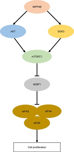 Figure 5 A working model for INPP4B function and mechanism in CRC cell proliferation.Abbreviation: CRC, colorectal cancer.