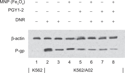 Figure 6 Effects of MNP (Fe3O4) and/or PGY1–2 with DNR on P-gp in K562 cells and K562/A02 cells for 48 hours by Western-blot assay.Notes: 1. K562-untreated; 2. K562/A02-untreated; 3. K562/A02 treated with 1.0 μg/mL DNR; 4. K562/A02 treated with 10 μg/ml MNP (Fe3O4); 5. K562/A02 treated with PGY1-2; 6. K562/A02 treated with 10 μg/ml MNP (Fe3O4) and 1.0 μg/ml DNR; 7. K562/A02 treated with PGY1–2 and 1.0 μg/ml DNR; 8. K562/A02 treated with 10 μg/ml MNP (Fe3O4), PGY1–2 and 1.0 μg/ml DNR.Abbreviations: MNP (Fe3O4), magnetic nanoparticles of Fe3O4; DNR, daunorubicin.