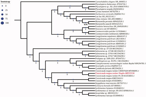 Figure 1. Phylogenetic tree of 18 s rRNA with homologous sequences. The18s rRNA sequences were downloaded from GenBank and the phylogenic tree was constructed by maximum-likelihood method in PhyML 3.0 with Smart Model Selection. The Akaike Information Criterion model and Subtree Pruning and Regrafting were used to improve the tree.