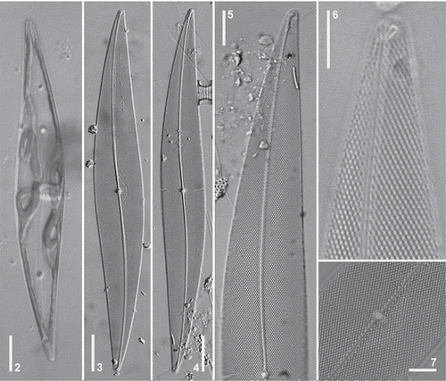 Figs 2–7. Pleurosigma hinzianum. Holotype (Figs 4–5); Paratype (Figs 3, 6–7). LM. Fig. 2, Cell showing ribbon-shaped chloroplast. Figs 3–4, General appearance of valve. Figs 5–6, Detail of valve apex. Fig. 5, Note terminal area unilaterally dilated. Fig. 6, Note terminal helictoglossa. Fig. 7, Detail of the central area of the valve. Note central nodule showing internal raphe ends. Scale bars: Figs 2–4 = 20 µm, Fig. 5 = 10 µm, Figs 6–7 = 5 µm.