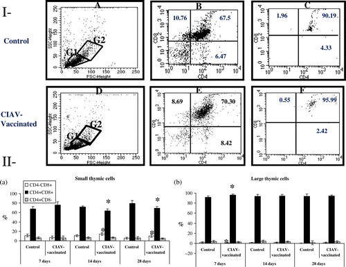 Figure 3.  Analysis of small and large lymphocyte subpopulations in thymus of SPF chicks at 7, 14 and 28 days following CIAV vaccination at hatch. Thymocytes from CIAV-vaccinated (▪) and control birds (□) were double-labelled with anti-CD4, anti-CD8, anti-TCRγδ conjugated to FITC or PE and analysed by cytofluorometry. (3I) Thymocytes were separated into small (G1 area) and large (G2 area) cells according to forward scatter/90° angle scatter parameters: (3Ia) control and (3Id) CIAV-vaccinated groups of birds; multiparametric analysis of CD4/CD8 (3Ib, 3Ie) small and (3Ic, 3If) larger thymocytes. (3II) Percentages of (3IIa) small and (3IIb) large cell subpopulations in the thymus from control and CIAV-vaccinated groups at various days p.v. *P≤0.05.