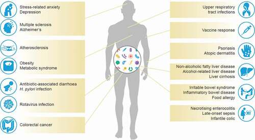 Figure 3. Probiotics have shown promise in a variety of conditions affected by an imbalanced gut microbiota. Apart from gut-related diseases such as diarrhea, enterocolitis, IBS, IBD, and food allergies, the gut microbiota also influence diseases of the central nervous system, skin, liver, and lungs. Vaccine response and metabolic diseases are also affected by gut microbiota composition [Citation1,Citation4,Citation56–75].