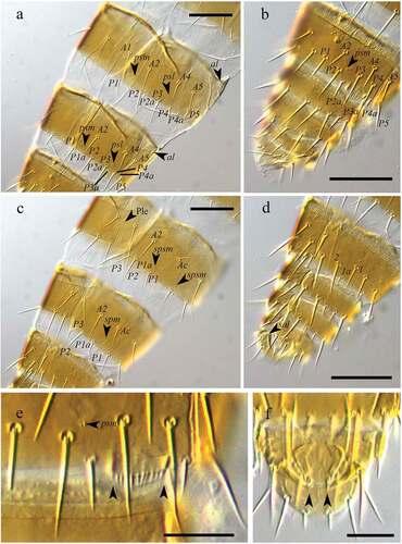 Figure 3. Acerentulus iranicus sp. nov. Paratypes (interference contrast microscope). (a) Tergites VI–VII: arrows indicate pores; (b) Tergites VIII–XII: arrow indicates pore; (c) Sternites VI–VII: arrows indicate pores and the granular area between tergite and pleurite VI (Ple); (d) Sternites VIII–XII: arrow indicates pore; (e) Detail of Tergite VIII: arrows indicate psm pore and comb VIII; (f) Detail of female squama genitalis: arrows indicate the acrostyles. Scale bars 50 μm (a–d) - 20 μm (e, f).