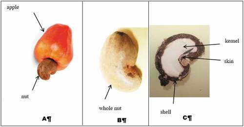 Figure 1. Parts of the cashew fruit (apple and nut). A: whole fruit B: Whole nut C: Crushed walnut