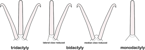 Figure 1. Types of ambulacra in dorsal view showing possible configurations from three to one tarsal claws.