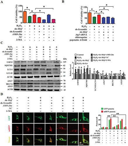 Figure 6. Inhibition of 2810403D21Rik/Mirf antagonizes H2O2-induced injury in NMCMs through modulation of autophagy by increasing Mir26a. (A) Silencing of 2810403D21Rik/Mirf alleviated H2O2-induced cardiac injury, which was reversed by knockdown of Mir26a by AMO-26a or inhibition of autophagy by 3-MA in NMCMs. n = 6. *p < 0.05. sh-Scramble, negative control of sh-2810403D21Rik/Mirf. NC, negative control of AMO-26a. (B) Inhibition of autophagy by si-Atg5, chloroquine or pepstatin A/E64d mitigated the pro-survival effects of 2810403D21Rik/Mirf silencing in H2O2-treated NMCMs. n = 6. *p < 0.05. (C) Knockdown of 2810403D21Rik/Mirf restored abnormal expression of autophagy-related proteins induced by H2O2. n = 5. *p < 0.05 vs. or Control; #p < 0.05 vs. H2O2; &p < 0.05 vs. H2O2+ sh-2810403D21Rik/Mirf. sh-Scramble, negative control of sh-2810403D21Rik/Mirf. NC, negative control of AMO-26a.(D) Silencing of 2810403D21Rik/Mirf promoted autophagy through increasing expression of Mir26a. The data were obtained from 3 independent experiments and 10 cells were scored in each experiment. **p < 0.01. sh-Scramble, negative control of sh-2810403D21Rik/Mirf. NC, negative control of AMO-26a.