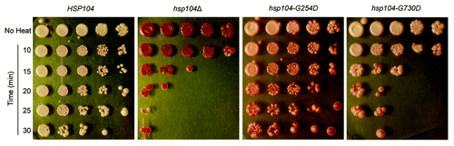 Figure 4.hsp104-G254D and hsp104-G730D display different levels of non-prion disaggregation. The thermotolerance of HSP104, hsp104Δ, hsp104-G254D, and hsp104-G730D cells was tested. Cells were first grown at 37 °C in liquid culture to induce HSP104 expression, heat-shocked at 50 °C for 10 to 30 min as indicated, and then spotted on rich media. Control cells (No Heat) were plated without heat shock. Thermotolerance assays were repeated four times and all showed similar results.
