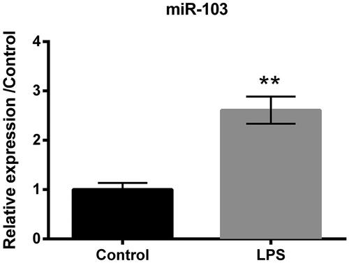 Figure 2. LPS led to miR-103 overproduction. The expression level of miR-103 was elevated by LPS. LPS: lipopolysaccharide; miR-103: microRNA-103. **p < .01 compared to the corresponding group.