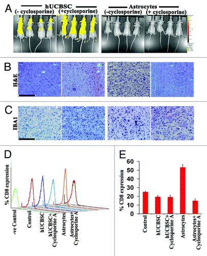 Figure 2. Immunogenicity of hUCBSC and human astrocytes in immunocompetent mice. (A) hUCBSC and human astrocytes (250,000 cells each) were injected into the brains of SKH1 mice by intracranial administration. For the cyclosporine group, mice received Cyclosporine-A one day before the injection of cells and at 1 week (10 mg/kg body weight) after the injection of cells. The mice were observed for a period of 4 weeks and then euthanized (n = 6 per group). (B) The brain sections were checked for the presence of tumors by H&E staining. (C) IBA1 staining of the mice by DAB immunohistochemistry. For (B) and (C), bar = 200 µm; n = 4. (C) CD8 cells were isolated from the blood of control and treated mice, labeled with PE-conjugated CD8 antibody, and sorted by FACS analysis; n = 4. (D) (E) Bar diagram representing the percent CD8 expression as depicted by FACS analysis.