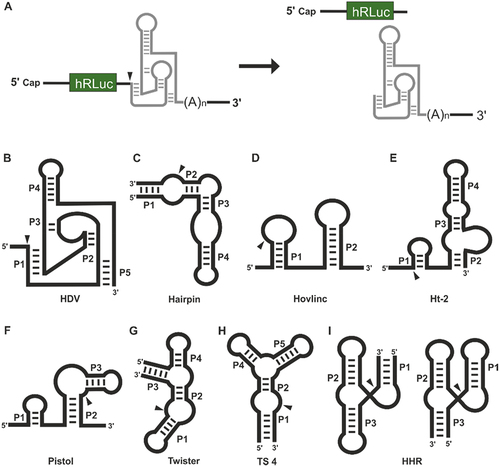 Figure 1. (A) Exemplary mRNA containing a ribozyme in the 3’-UTR of a Renilla luciferase (hRluc) gene. After cleavage, the unprotected RNA is prone to degradation. (b-i) schematic secondary structures of small self-cleaving ribozymes. Structures are adapted to represent the sequence formats used in this manuscript. (B) Hepatitis delta virus (HDV) ribozyme, (C) Hairpin ribozyme, (D) Hovlinc minimal structure, (E) Hatchet ribozyme, (F) Pistol ribozyme, (G) Twister ribozyme, (H) Twister sister (TS)-4 ribozyme, (i) Hammerhead ribozymes (HHR) type I (left) and type III (right). The arrowhead depicts the location of the cleavage site within the RNA motifs.