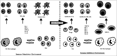 Figure 2. Tumor immune microenvironment and cancer progression.
