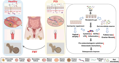 Figure 2. FMT alter the gut microbiota and slow the progression of ovarian aging related diseases.