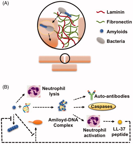 Figure 3. Bacterial functional amyloids mediate in microorganism–host interactions. (A) Curli in E. coli and MPT proteins in M. tuberculosis play an essential role in the first stages of colonization by adhering to laminin and fibronectin. Listeriolysin O (LLO) in L. monocytogenes mediates bacterial release from the endosome to the cytoplasm in a pH dependent manner, working as a functional protein inside the endosome disrupting the endosome membrane (pH ∼ 5.5) and polymerized as an amyloid and without membrane disruption properties in the cytoplasm (pH ∼ 7). (B) Amyloid proteins like PSM proteins from Staphylococcus haemolyticus and S. aureus induce neutrophil and erythrocyte lysis. Curli can also bind eDNA, forming DNA-amyloid complexes that interact with Toll-like Receptors (TLRs) leading to immune system wreck by inducing synthesis of auto-antibodies and caspases. DNA-amyloid complexes also activate neutrophils. Activated neutrophils and also other cells types produce the amyloid peptide LL-37 as antimicrobial peptide that block Curli polymerization at the same time that Curli inhibits the antimicrobial activity of LL-37.