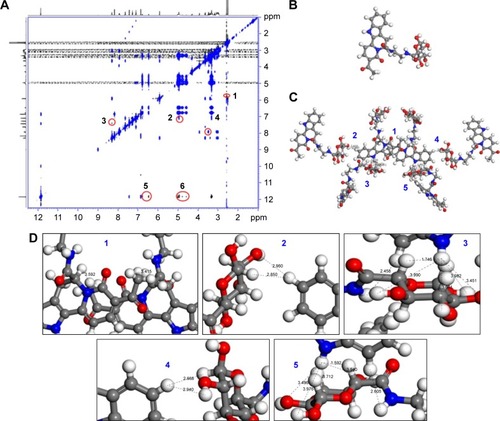 Figure 3 ROESY 2D 1H NMR spectrum, the monomer, and the hexamer conformations of ATIQCTPC.Notes: (A) ROESY 2D 1H NMR spectrum of ATIQCTPC, which defines the approach manner of six molecules to form the hexamer. (B) Energy-minimized conformation of the monomer of ATIQCTPC. (C) Energy-minimized conformation of the hexamer of ATIQCTPC. (D) Locally amplified hydrogen bond distances in flyer-like 3D conformation of ATIQCTPC’s hexamer (1~5).Abbreviations: ROESY, rotating-frame Overhauser effect spectroscopy; NMR, nuclear magnetic resonance; ATIQCTPC, (6S)-3-acetyl-4-oxo-N-(2-(3,4,5,6-tetrahydro-xytetrahydro-2H-pyran-2-carboxamido)ethyl)-4,6,7,12-tetrahydroindolo[2,3-a]quinolizine-6-carboxamide.