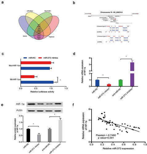 Figure 6. HIF-1a was a target of miR‑373. (a, b) HIF-1a was a potential putative target gene of miR‑373; (c) MiR‑373 mimics suppressed the luciferase activity of the HIF-1a-WT group; (d, e) Effects of miR‑373 on HIF-1a expression in C28/I2 cells; (f) MiR‑373 expression was negatively associated with HIF-1a expression in OA tissues. * P < 0.05.