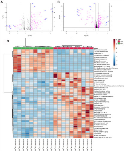 Figure 5 Metabolic characteristics of serum in HFD mice. (A) Volcano plot of Con vs HFD groups in positive (A) and negative (B) models; (C) heat map of normalized metabolites in serum samples. Columns represent the samples (Con and HFD groups), and rows represent the metabolites.