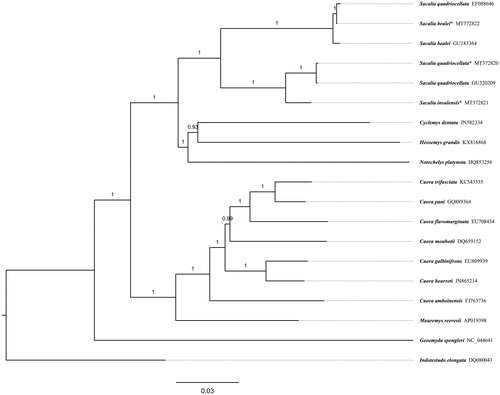 Figure 1. Bayesian tree of ‘eyed’ turtles Sacalia spp. based on mitogenomes excluding D-loop and nearby tRNA-Phe. Indotestudo elongata (DQ080043) was set as an outgroup. Posterior probability values are shown at branches. Scientific names and GenBank accessions number are labeled at tips. Mitogenomes sequenced in this study are marked with an asterisk.