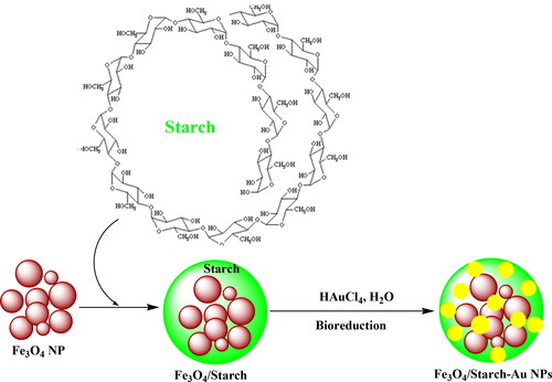 Scheme 1. Preparation of Fe3O4/Starch-Au nanocomposite.