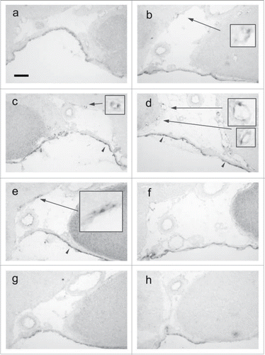 Figure 2. Time-dependent expression of PGT mRNA in the brain subarachnoidal space. (A) untreated rat, (B) 1.5 h, (C) 3 h, (D) 5 h, (E) 12 h, (F) 24 h, (G) 48 h after the LPS injection. (H) 5 h after the saline injection. Levels of PGT mRNA in the arachnoid membrane (arrowheads) and subarachnoidal blood vessels (arrows) reached their peak at 5 h after the LPS injection. Inlets show 3-times magnified views of blood vessels. Scale bar: 100 µm.