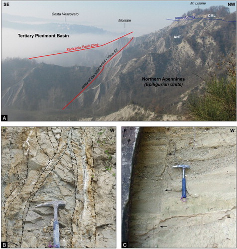 Figure 6. (A) Panoramic view of the tectonic juxtaposition of the Northern Apennines (Epiligurian Units) and Tertiary Piedmont Basin close to Costa Vescovato. Here, the western prolongation of the Villalvernia – Varzi Fault Zone, E-striking, is crosscut by the NW-striking Sarizzola Fault Zone. The Monte Lisone Chaotic Complex (late Burdigalian – Langhian?; CML) rests unconformably onto the Antognola Formation (ANT), Rupelian – Aquitanian in age. (B) N-striking transtensional faults, locally showing a ‘tulip’ flower structure, dissect the upper member of the Sant'Agata Fossili marl (South of Giusulana). Hammer for scale. (C) N-striking extensional fault dissecting the Cassano Spinola conglomerates (Albergo locality, SW of Cassano Spinola). Hammer for scale.