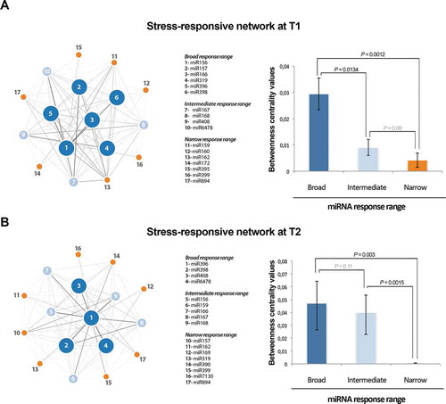 Figure 4. Network of stress-responsive miRNAs in melon. Left panels) Nodes in the network represent differentially expressed miRNAs. Colours and numbers depict the different groups of stress-responsive miRNAs detected in melon. Node size is proportional to the number of stress conditions where a particular miRNA is differentially expressed (5 or more for broad, 3 or 4 for intermediate, and 1 or 2 for narrow response range). Edges represent weighted associations between the terms based on response to common stress conditions. Right panels) Graphic representation of the average betweenness of the nodes calculated for broad, intermediate, and narrow response range miRNAs in melon. The statistical significance of the differences was estimated by Mann-Whitney-Wilcoxon test, significant P-values (< 0.05) are highlighted in bold, and non-significant values in grey. Error bars represent the standard error in betweenness values.