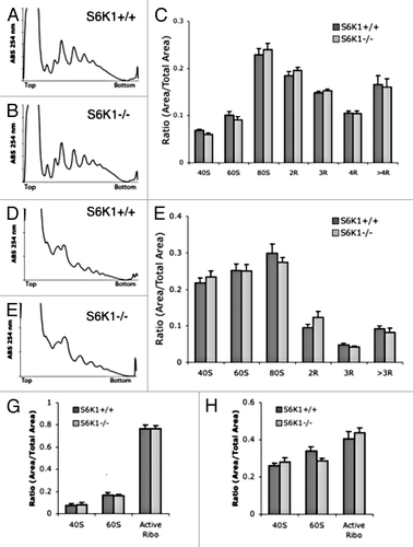 Figure 8.S6K1−/− mice do not have altered polysome profiles. (A and B) representitive liver polysome profiles from S6K1+/+ mice (A) and S6K1−/− mice (B). (C) Quantification of polysome peaks from S6K1+/ + mice and S6K1−/− liver tissue. For both groups, n = 10. (D and E) representative muscle polysome profiles from S6K1+/+ mice (D) and S6K1−/− mice (E). (F) Quantification of polysome peaks from S6K1+/+ mice and S6K1−/− liver tissue. (G and H) No difference in ARA profiles between chronic vehicle and rapamycin-injected mice. (G) Quantification of liver ARA from S6K1+/+ mice and S6K1−/− mice. (H) Quantification of muscle ARA from S6K1+/+ mice and S6K1−/− mice. For all groups, n = 6.