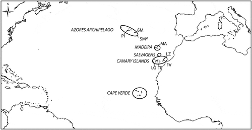 Fig. 1. Map of Atlantic Ocean showing the Macaronesian archipelagos. Sites where Macaronesian specimens were collected in the present study are in the Azores: Pico (PI: Pocinho-Monte Candelaria 38.49686466° N/ 28.53992863° W; Barca-Madalena 38.53988167° N/ 28.52058390° W; Prainha do Norte 38.47720139° N/ 28.20443794° W; Lajes do Pico-Poça de Baleia 38.38998195° N/ 28.25144459 W; Lajes do Pico-Fábrica de Baleia 38.38862491° N/ 29. 19430601° W; Santa Cruz Ribeiras 38.404° N/ 28.1872° W), São Miguel (SM: Cerco da Caloura-Baía 37.7570843° N/ 25.81716330° W; Ferraria 37.8579856° N/ 25.85265462° W; Mosteiros 37.8992112° N/ 25.82103420° W), Santa Maria (SMa: Boca de Ribeira Seca 36.94337327° N/ 25.16456403° W; Emissores 36.99720678° N/ 25.17678807° W; Anjos-Este 37.00542551° N/ 25.16444382° W; Anjos-Ponta dos Frades 37.00788999° N/ 25.15019092° W; Anjos-Piscinas 37.00458430° N/ 25.15727202° W); in Madeira (MA: Seixal-Praia da Laje 32.82554110° N/ 17.11529253° W; Porto Moniz-Piscinas 32.86802811° N/ 17.17135116° W; Ponta de Sao Jorge-Casi 32.8357° N/ 16.9053° W); in the Canary Islands: Fuerteventura (FV: Garcey 28.345492° N/ 14.178111° W; El Cotillo 28.7013° N/ 14.0182° W), Lanzarote (LZ: Arrecife 28.957972° N/ 13.544525° W; Pechigueras 28.855217° N/ 13.872631° W), La Gomera (LG: El Charco de las Condesas 28.0839772° N/ 17.33672469° W; El Charco del Conde 28.05150° N/ 17.20269° W; Punta de la Dama 28.031° N/ 17.183° W), Tenerife (TF: El Pris 28.50981317° N/ 16.42174616° W; Puerto de la Cruz 28.4175° N/ 165462° W; Punta del Hidalgo 28.5739° N/ 16.5462° W).