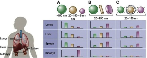 Figure 1 Nanoparticle size, shape, and surface charge dictate biodistribution among the different organs including the lungs, liver, spleen and kidneys.Notes: (A) Spherical particles, including gold nanoparticles, liposomes, and polymeric micelles/nanoparticles can vary in size and differ in vivo fates. Particles >150 nm are entrapped within the liver and spleen while the small-sized nanoparticles are filtered out through the kidneys. (B) Different nanoparticle shapes exhibit unique flow characteristics that substantially alter circulating lifetimes, cell membrane interactions and macrophage uptake, which in turn affect biodistribution among the different organs. (C) Charge of nanoparticles influences opsonization, circulation times and interaction with macrophages. Positively charged particles are more prone to sequestration by macrophages in the lungs, liver, and spleen. Neutral and slightly negatively charged nanoparticles have longer circulation lifetimes and less accumulation in the aforementioned organs. Reprinted by permission from Springer Nature: Nature, Nature Biotechnology (https://www.nature.com/nbt/), Blanco E, Shen H, Ferrari M. Principles of nanoparticle design for overcoming biological barriers to drug delivery. Nat Biotechnol. 2015;33(9):941–951, Copyright © 2015.Citation55