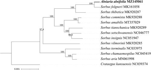 Figure 1. Maximum-likelihood phylogenetic tree for A. alnifolia based on 13 complete chloroplast genomes.