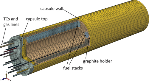 Fig. 6. Cutaway view of the finite element mesh of Capsule 1.