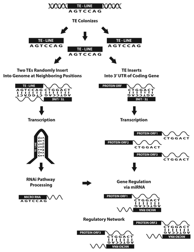 Figure 3. Cartoon depicting the cellular events responsible for the formation of many miRNAs as well as the network of genes they regulate. As described in Figure 1, random TE insertions into the genome at neighboring positions can lead to the formation of miRNAs. During the extensive period of time it would take for this event to occur the same TE also likely inserted into noncoding regions of protein coding transcripts elsewhere in the genome. As illustrated, this series of events can result in the formation of a network of genes capable of regulation by the TE-derived miRNA. Figure adapted from reference Citation7.