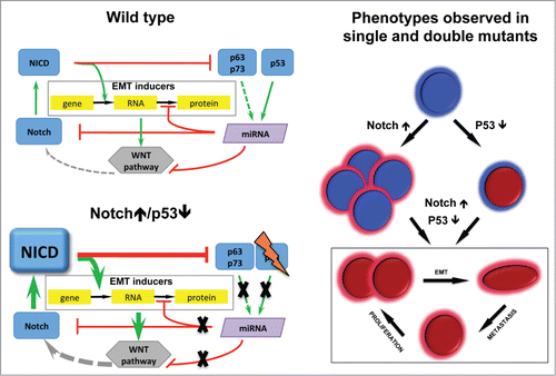 Figure 1. Mechanism of EMT induction derived from signaling network analysis validated in the mouse model. In Wild type EMT program is inhibited at the level of Notch and EMT genes by microRNAs activated by p53 family. Notch↑/p53↓ results in EMT genes induction, stabilised by WNT pathway. Phenotypes observed in single and double mutants: Notch↑ proliferative adenomas; p53↓ vulnerable to cancer; Notch↑/p53↓ proliferate, EMT, metastasize.