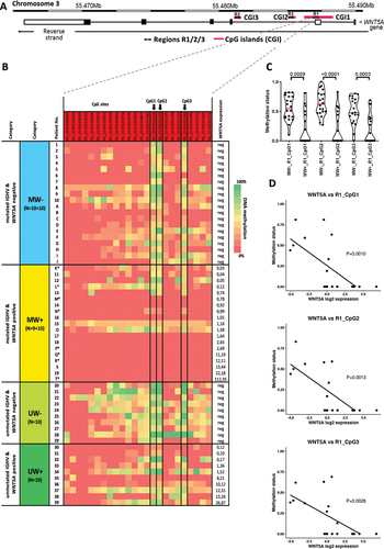 Figure 1. Methylation analysis of WNT5A promoter. (a) Schematic location of the regions R1, R2, R3 amplified with PCR within the CpG Islands CGI1/2/3 of the WNT5A promoter. (b) Heatmap displaying the results of the methylation analysis of the region R1 within CpG Island CGI3 in the total cohort of 59 CLL patients divided into four groups based on IGHV status and WNT5A expression. The initial cohort of 39 patients (described with numbers; see Figure S1 for initial analysis of regions R1, R2 and R3), was extended with 10 patients per MW- and MW+ cohorts each (described with letters). Arrows point to the three CpG sites R1_(3:55,521,124), R1_(3:55,521,134), and R1_(3:55,521,145), the methylation status of which correlated with the WNT5A expression in the IGHV-mutated subset. *Sample taken in relapse after treatment. (c) Comparison of the methylation level between MW- and MW+ samples for all three CpG sites (Mann–Whitney test). (d) The negative correlation between the WNT5A expression and methylation status of the three CpG sites (Spearman correlation) within the IGHV-mutated subset.