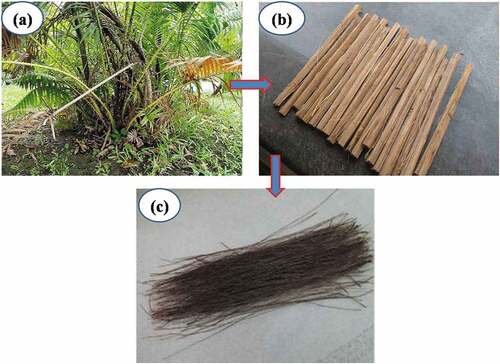 Figure 1. Rattan plant, stem, and extracted fibers from stem.